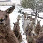 This video of kangaroos jumping through snow in Australia is hilarious 