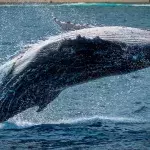 This Whale Had a $1.5 Million Fortune in Its Belly 