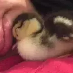 A Woman Hatched an Duckling… Using Her Cleavage