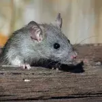 rats cities hygiene world ranking