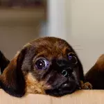 Abandoned pregnant dog gives birth to puppies in street