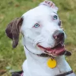 This adorable deaf dog seeks a new home