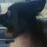 This adorable German Shepherd with a rare condition will always appear to be a puppy