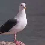 British Ministry of Defence seagulls alien spies UFO 