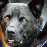 This clever police dog helped to uncover one of the biggest drug crimes in history 