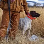 dog accidentally shoots owner hunting gun 