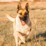 dog attack