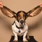 Dog gets a facelift and enjoys a new start at life