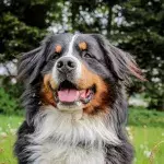 dog reunited owner two months mountains alone cute story heartwarming