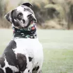 This dog was found tied to a gate with a terrible note from its owners