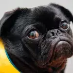 Dog who shows his excitement in a dope way is looking for a new home