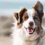 This dogsitter was in a horrific freak accident