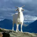 drunk story weird man goat police arrest