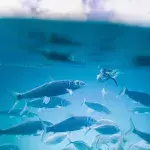 fishing super rare fish harbinger of doom bad omen earthquake tsunami Thailand