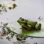 He raises an army of 3 million frogs in his pond for an incomprehensible purpose