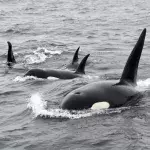 A massive shark is eaten alive by a pod of killer whales (VIDEO)