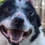 This Mr Ugly of a dog shelter seeks a new home