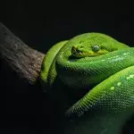 new species snake venimous penis fork weird science
