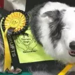 One-eyed dog proves to have more humanity than humans