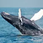 scientists communicate whale first time ever discovery