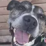 This senior Staffie who loves to smile is looking for his forever home