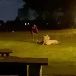 Wedding descends into complete chaos as bride brawls in field (VIDEO)