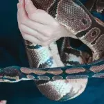 This woman slept with her pet python every night until her vet uncovered something deadly