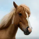 You'll never guess how tall the world's largest horse is