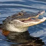 young girl save alligator attack useful trick animal