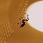 The terrifying reason why you should never flush spiders down your toilet