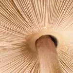 5 Must-Have Mushrooms You Need In Your Skincare Routine