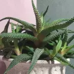Aloe vera