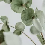 Eucalyptus