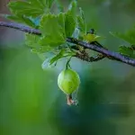 This secret ingredient is the ultimate Ayurvedic solution for hair loss