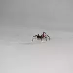 Brits warned of 'sex-crazed' spiders invading their homes, here's where they may be hiding