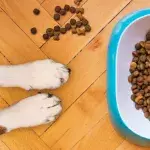 6 Essential nutrients your dog needs