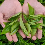 Cooking with tea is underrated: Here's the easy way to do it