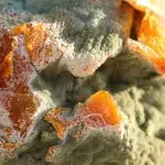 Food Shortages: These are the mouldy foods you can eat