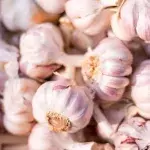 Garlic