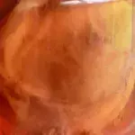 Kombucha SCOBI