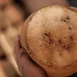 The ‘most dangerous’ cheese in the world is not for the squeamish