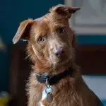 Pet owners shocked to find out many common household foods including peanut butter, are toxic to dogs
