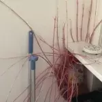 Potato invasion