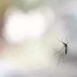 Here's how to prevent mosquitoes from getting inside your home during summer 