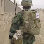 200 pets likely to be evacuated from Afghanistan soon