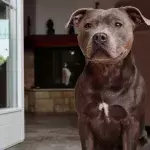 This 22-year-old dog was expected to die in a shelter, but then an incredible thing happened