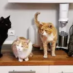 47 cats found locked in a car at a rest area in the sun