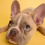 5 health benefits of owning a pet that you should know about