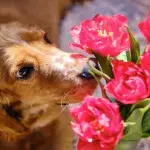 5 mind-blowing facts about your dog’s most important organ