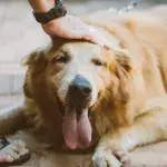 5 most peaceful dog breeds